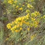 Lepidospartum squamatum Flower