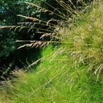 Calamagrostis canescens Fruto