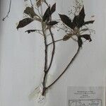 Cinnamomum tenuipile