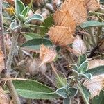 Barleria acanthoides Leaf