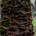 Elaeis guineensis Bark