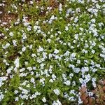 Myosotis alpestrisBlomma