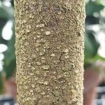 Chrysobalanus icaco Écorce