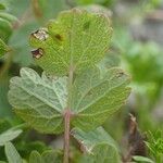 Thalictrum minus Blad