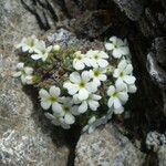 Androsace pubescens Habitatea