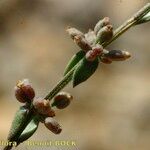 Galium verticillatum Plod