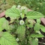 Phyla scaberrima Flor
