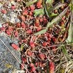 Sedum andegavense 葉