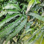 Adiantum hispidulum عادت داشتن