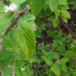 Lippia origanoides Lehti