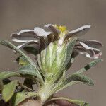 Townsendia exscapa Λουλούδι