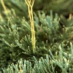 Lycopodium tristachyum Habitatea