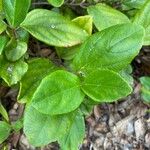 Viburnum suspensum Leaf