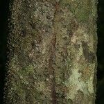 Lacmellea aculeata 树皮