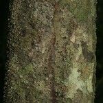 Lacmellea aculeata Lubje