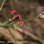 Asperula aristata ফুল