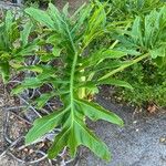 Philodendron bipinnatifidum List