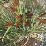 Cyperus ligularis Květ