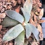 Aloinopsis rubrolineata ഇല