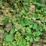 Petasites pyrenaicus Habitus
