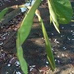 Bauhinia purpurea Muu