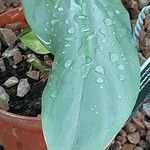 Philodendron hastatum Hoja