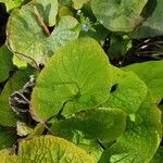 Brunnera macrophylla Blad