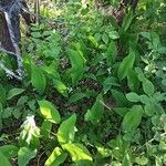 Convallaria majalis Habit