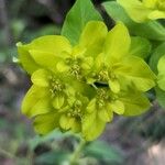 Euphorbia verrucosa Flower