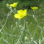 Ranunculus illyricus Habit