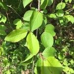 Viburnum prunifolium Leaf