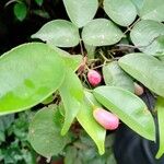 Rourea coccinea Fruit