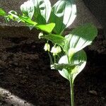 Polygonatum latifolium 花