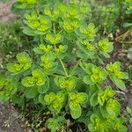 Euphorbia helioscopia Dalc'h