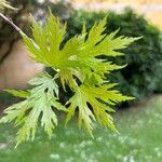 Acer × freemanii পাতা