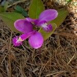 Polygaloides paucifolia 花
