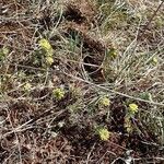 Alyssum alyssoides Habitat