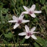 Arenaria purpurascens Blüte