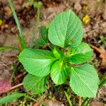 Acalypha indica 葉