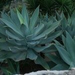 Agave attenuata পাতা