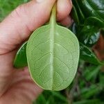 Coprosma repens Leaf