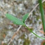 Ranunculus abortivus برگ