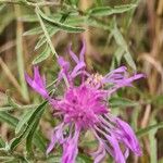 Centaurea jaceaLeaf