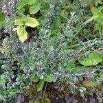 Cotoneaster integrifolius Anders