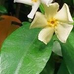 Trachelospermum asiaticum Kwiat