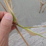 Phragmites karka Květ