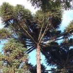 Araucaria angustifolia Hoja