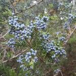 Juniperus virginiana 果実