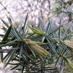 Juniperus communis Frunză