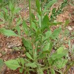 Knautia integrifolia Other